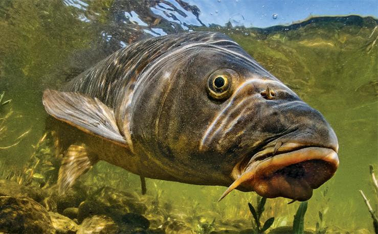 Rebuilding Catfish Populations in Northern Victoria - VRFish