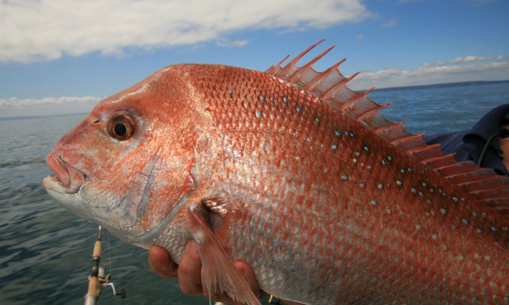 Yellowtail Kingfish - VRFish