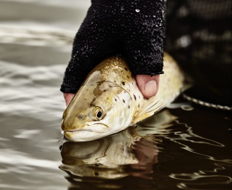 Barkers Creek Reservoir Trout Fishery Recovery Project VRFish