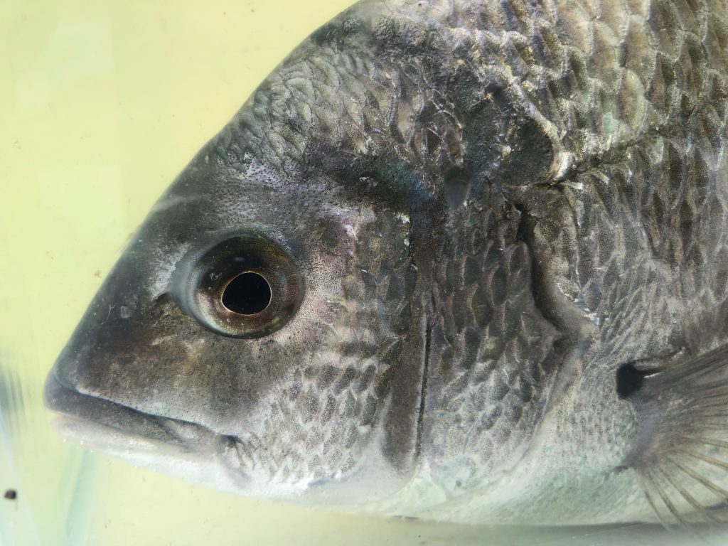 Black Bream - VRFish