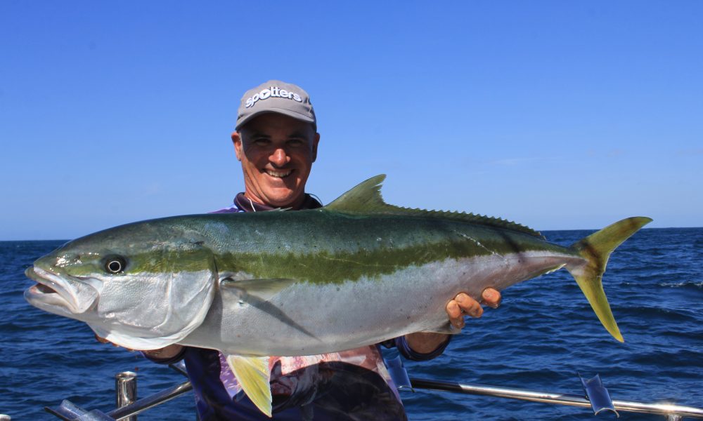 Yellowtail Kingfish - VRFish