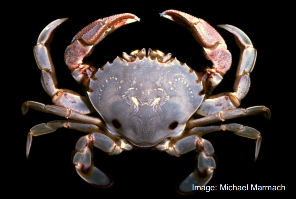 Marine Pest Alert: Asian Shore Crab Spotted in Victoria - VRFish