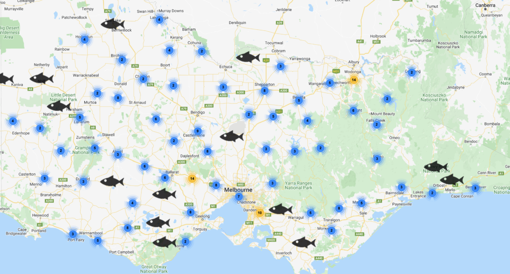 Record-breaking 10 million fish stocked in Victorian waterways - VRFish