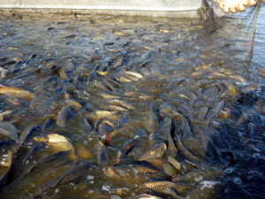 VRFish calls for action to control carp
